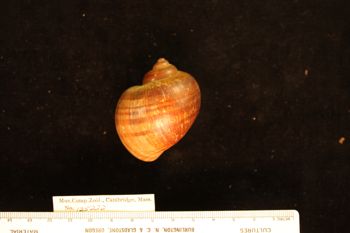 Media type: image; Malacology 125222